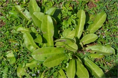 Euphorbia fusiformis